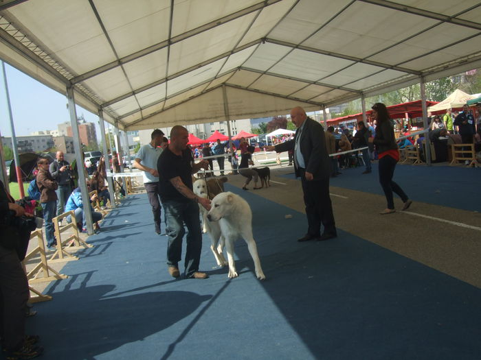 DSCF4270 - z Expo canin Satu Mare 2015