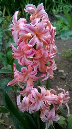 zambila  batuta oranj