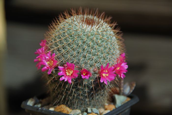 Mammillaria haageana