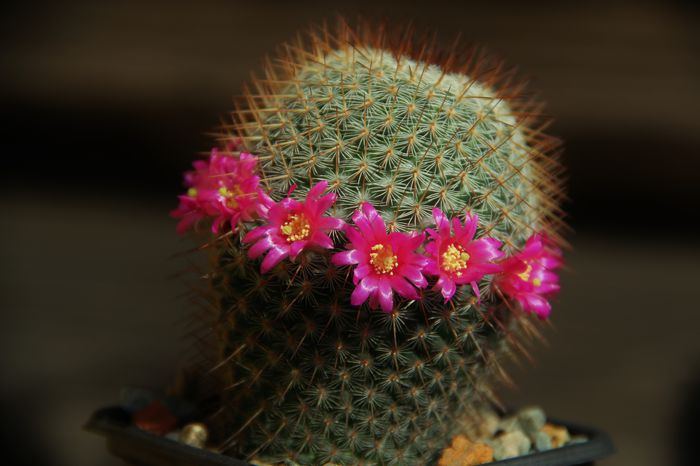 Mammillaria haageana - Mammillaria haageana