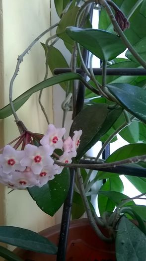 floare de ceara 3 - Hoya inflorita