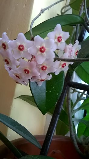 floare de ceara 4 - Hoya inflorita