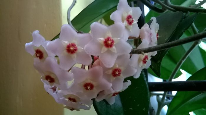 floare de ceara 5 - Hoya inflorita