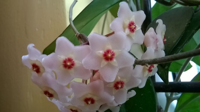 floare de ceara 6 - Hoya inflorita