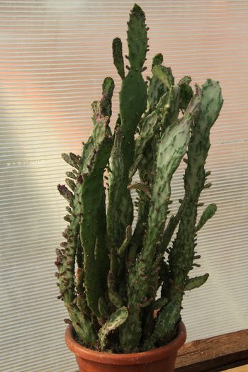 Opuntia monocantha variegata - 50lei - Cactusi de vanzare