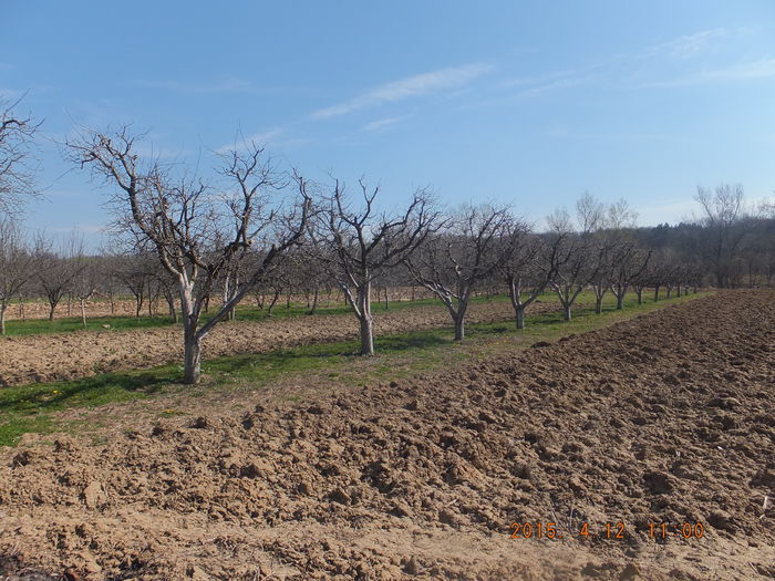 DSCF5843 (12-04-12015); (12-04-12015)
