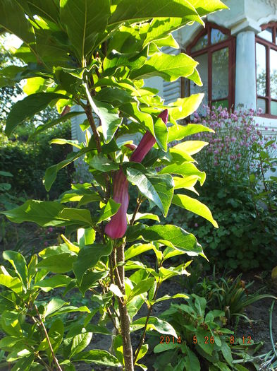 DSCF2996 (26-05-2014) - Magnolia Susan