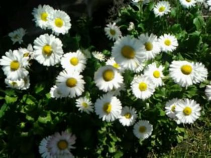 Fotografie4145 - alte flori 2