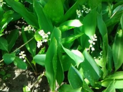 covor de lăcrămioare