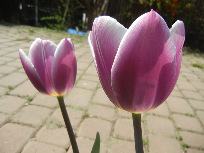 Tulipa Synaeda Blue (2015, April 17) - Tulipa Synaeda Blue