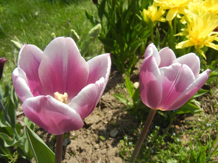 Tulipa Synaeda Blue (2015, April 17) - Tulipa Synaeda Blue