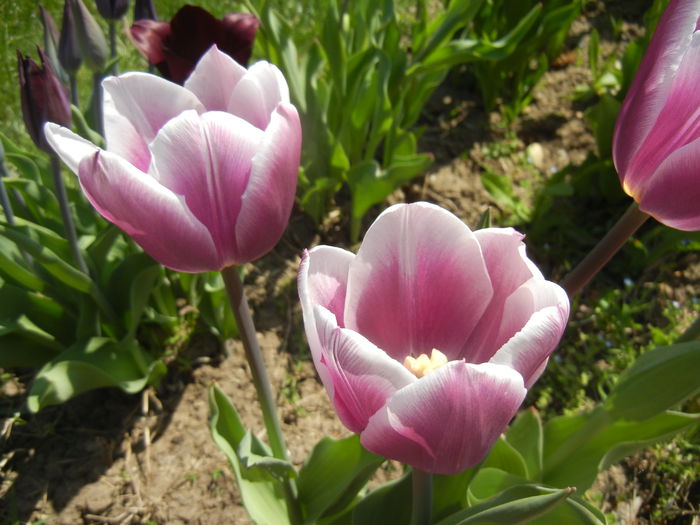 Tulipa Synaeda Blue (2015, April 17)