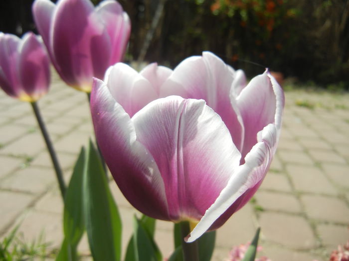 Tulipa Synaeda Blue (2015, April 17)