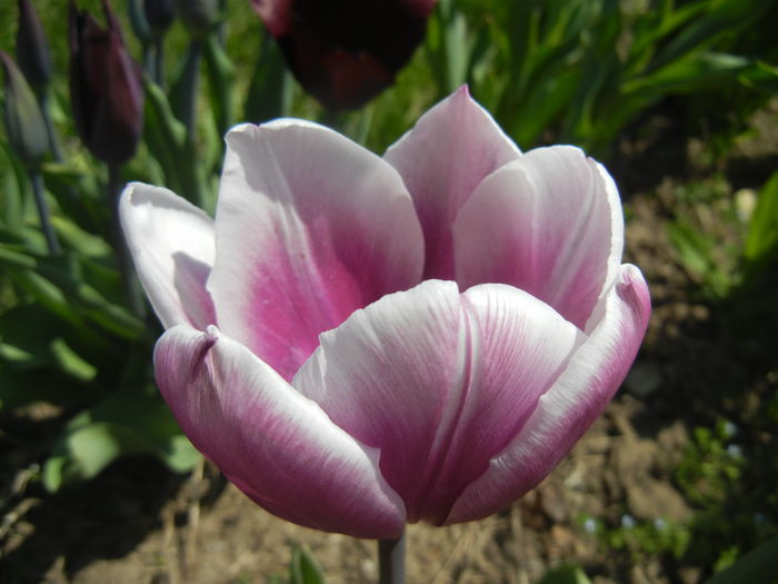 Tulipa Synaeda Blue (2015, April 17)