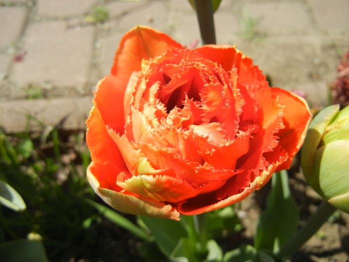 Tulipa Esprit (2015, April 17) - Tulipa Esprit