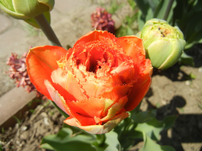 Tulipa Esprit (2015, April 17)