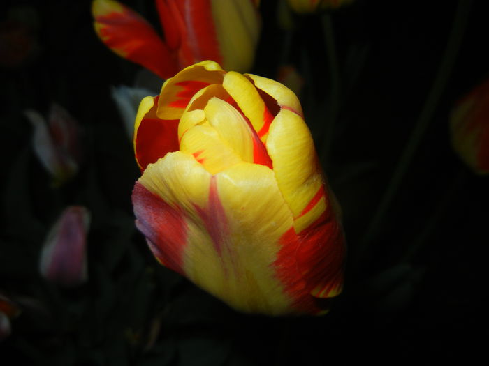 Tulipa Banja Luka (2015, April 16)
