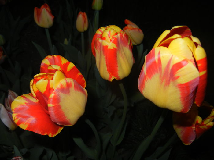 Tulipa Banja Luka (2015, April 16)