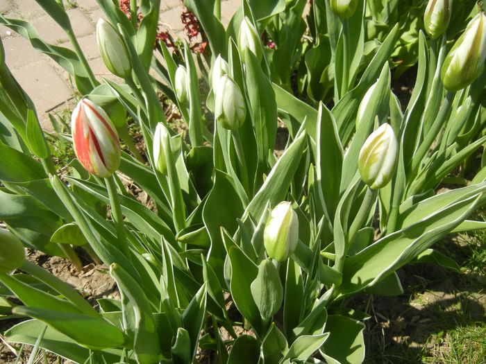 Tulipa Happy Generation (2015, April 17)