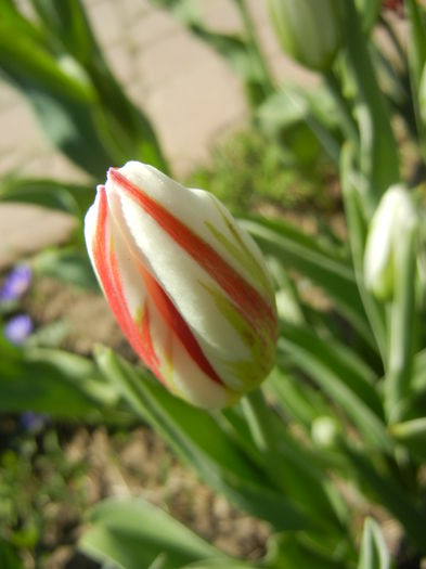 Tulipa Happy Generation (2015, April 17)