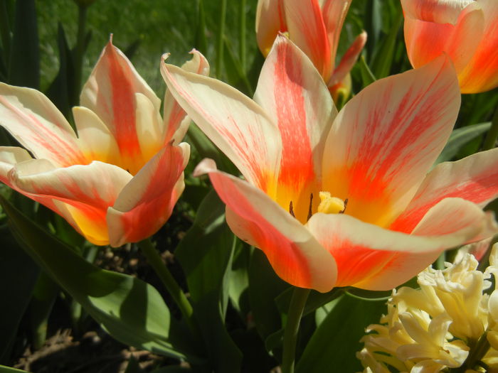 Tulipa Quebec (2015, April 17) - Tulipa Quebec