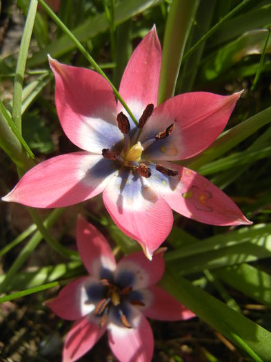Tulipa Little Beauty (2015, April 17)