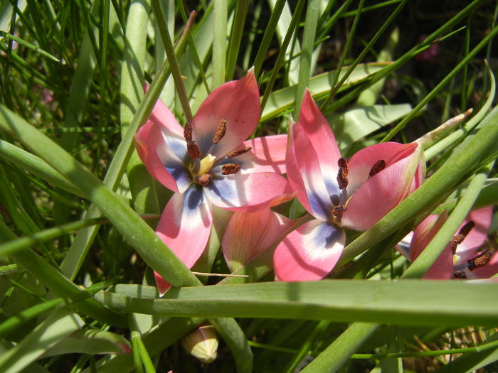 Tulipa Little Beauty (2015, April 17)