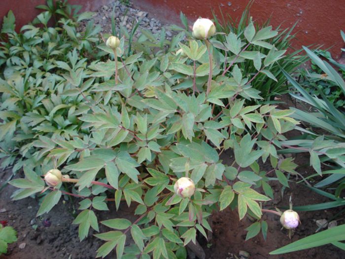 crampeie din gradina (2) - b 2015 - in exterior