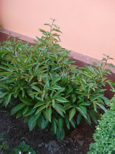 crampeie din gradina (5) - b 2015 - in exterior