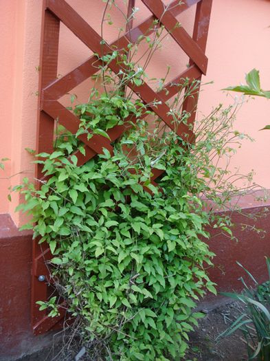 crampeie din gradina (7) - b 2015 - in exterior