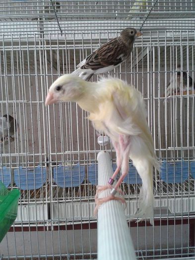 Canar rasa cocosat