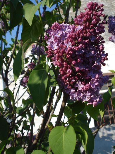 crampeie din gradina (23)