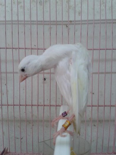 Canar rasa cocosat