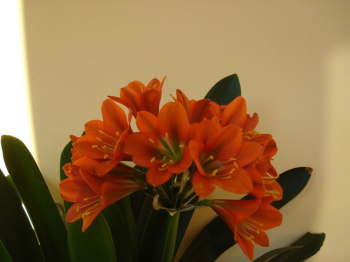 flori si boboci (1) - b 2015 - in interior