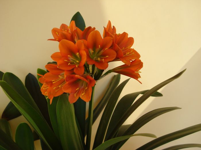 flori si boboci (2) - b 2015 - in interior