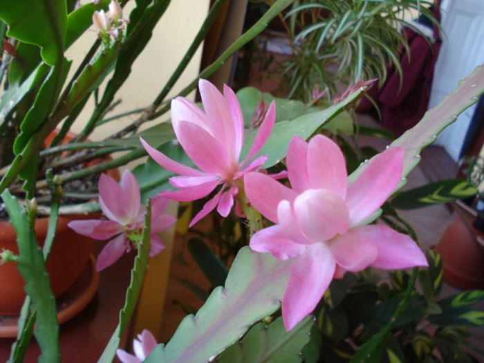 flori si boboci (5) - b 2015 - in interior