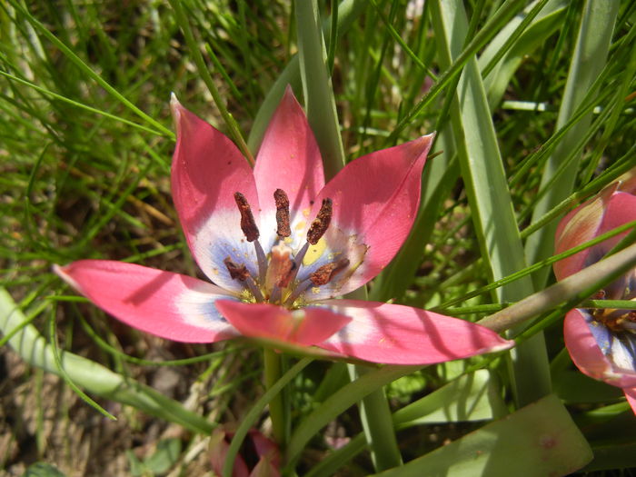 Tulipa Little Beauty (2015, April 17)