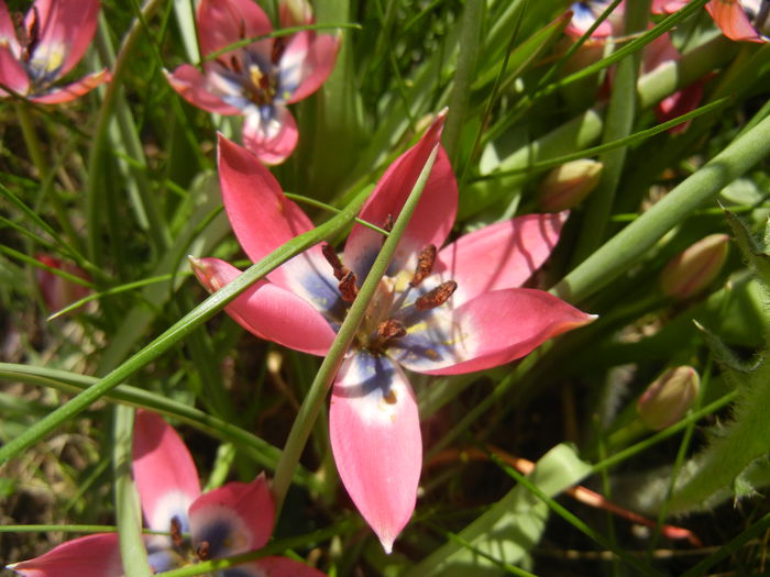 Tulipa Little Beauty (2015, April 17)