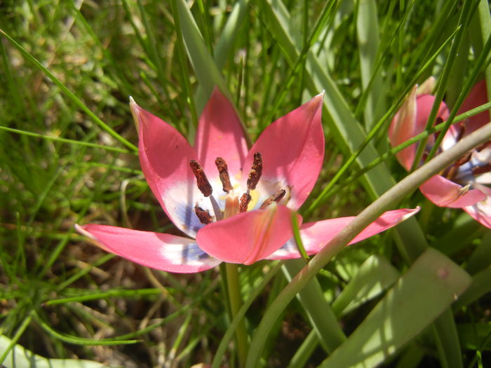 Tulipa Little Beauty (2015, April 17)