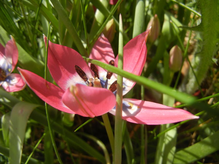 Tulipa Little Beauty (2015, April 17)