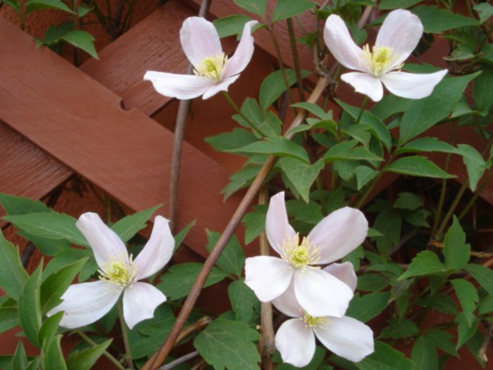 in 2013, la un an (9) - Clematis Montana Rubens