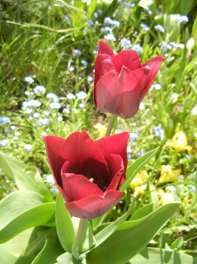 Tulipa Negrita (2015, April 17) - Tulipa Negrita