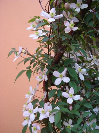 2015, harnica Montana Rubens (10)