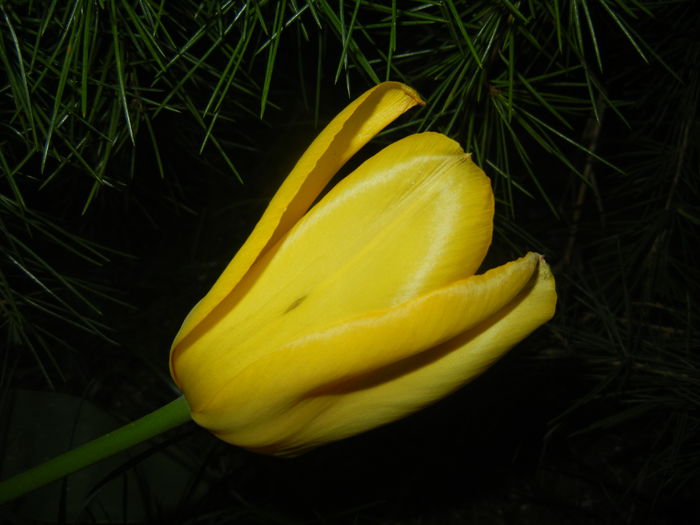 Tulipa Candela (2015, April 17) - Tulipa Candela
