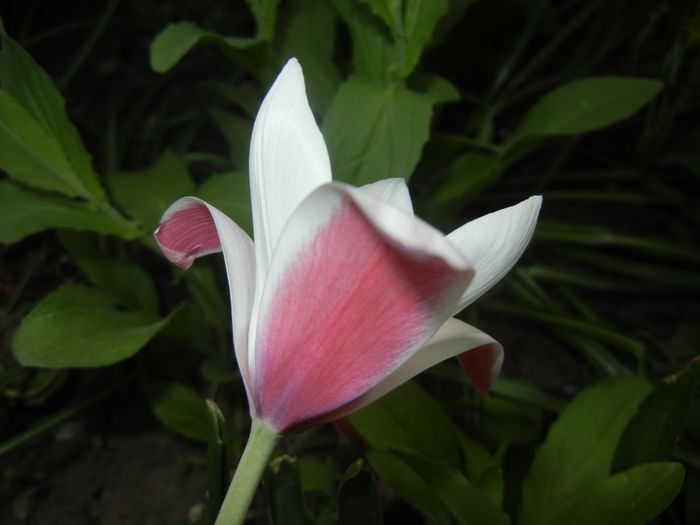 Tulipa Peppermint Stick (2015, April 18) - Tulipa Peppermint Stick