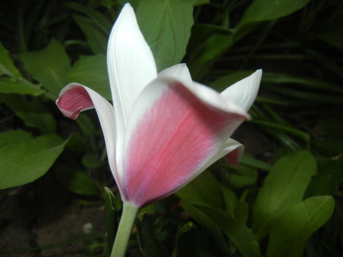 Tulipa Peppermint Stick (2015, April 18)