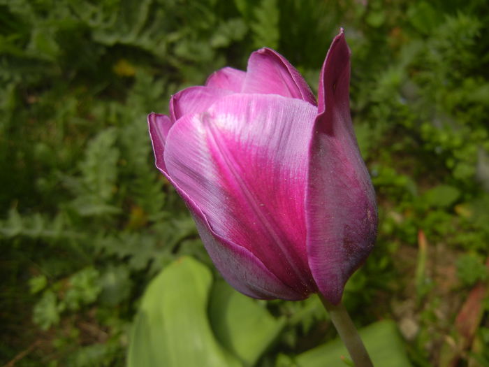 Tulipa Purple Flag (2015, April 18) - Tulipa Purple Flag