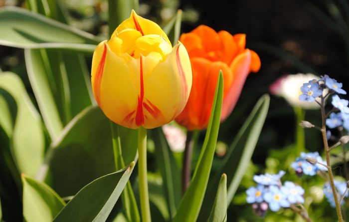 25 aprilie,lalele Rembrandt - 2015 plantele mele