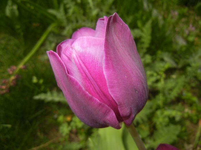 Tulipa Purple Flag (2015, April 18) - Tulipa Purple Flag