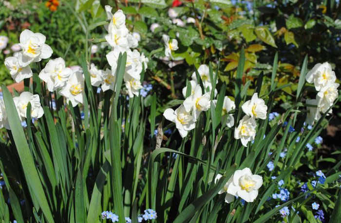 narcise cheerfulness - 2015 plantele mele